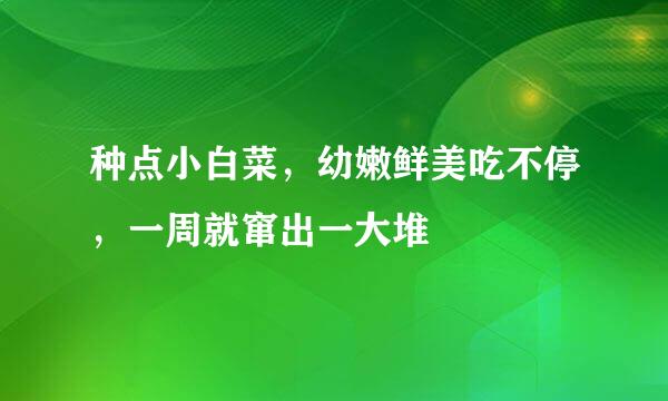 种点小白菜，幼嫩鲜美吃不停，一周就窜出一大堆