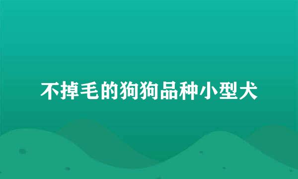不掉毛的狗狗品种小型犬