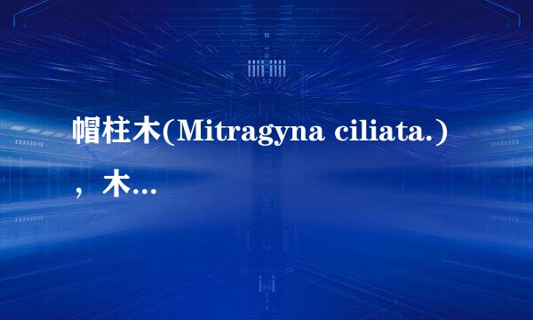 帽柱木(Mitragyna ciliata.)，木头云木材百科