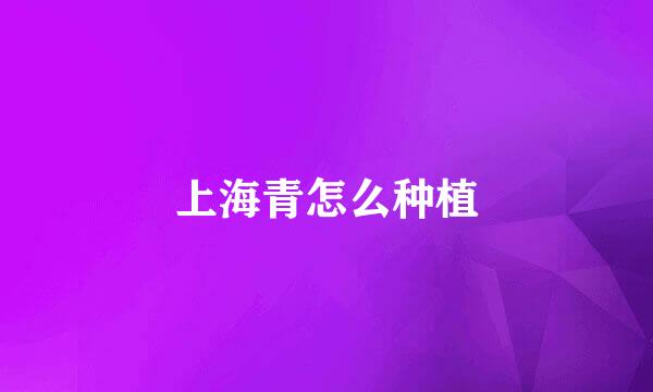 上海青怎么种植