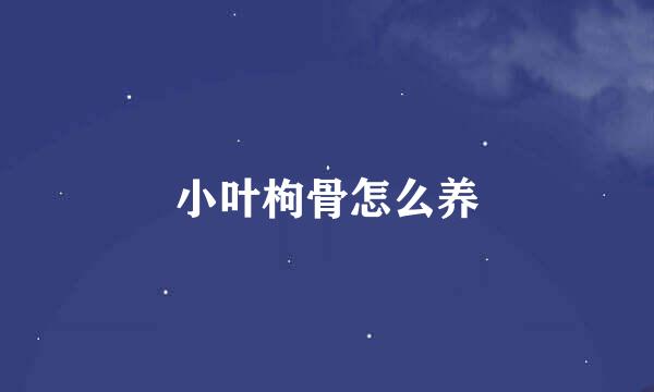 小叶枸骨怎么养