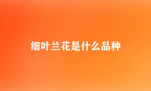 细叶兰花是什么品种