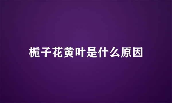 栀子花黄叶是什么原因
