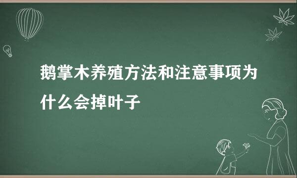 鹅掌木养殖方法和注意事项为什么会掉叶子