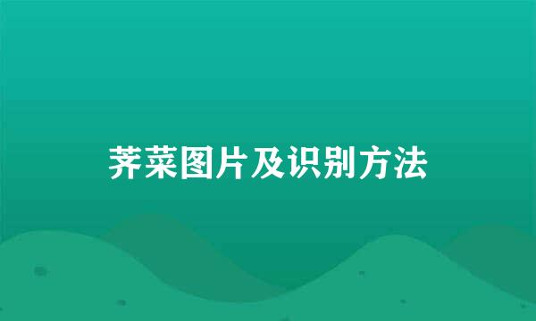 荠菜图片及识别方法