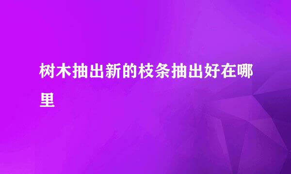 树木抽出新的枝条抽出好在哪里