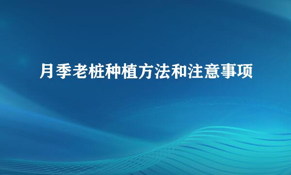 月季老桩种植方法和注意事项