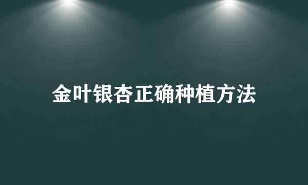 金叶银杏正确种植方法