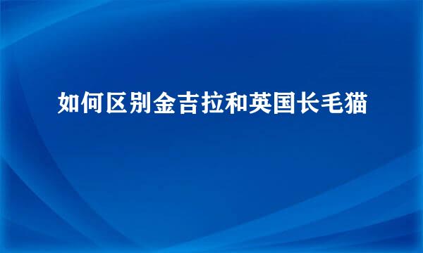 如何区别金吉拉和英国长毛猫