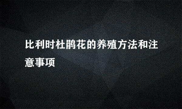 比利时杜鹃花的养殖方法和注意事项