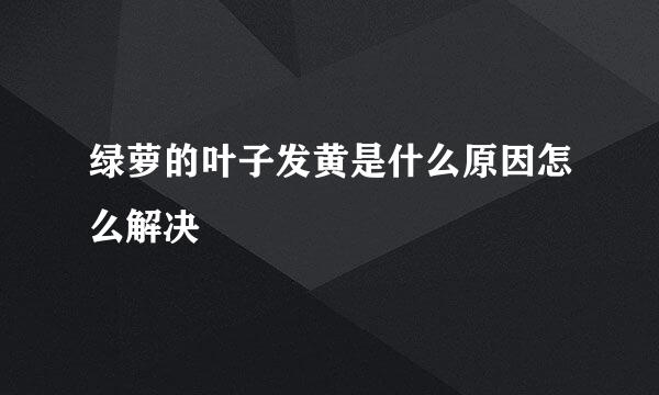 绿萝的叶子发黄是什么原因怎么解决