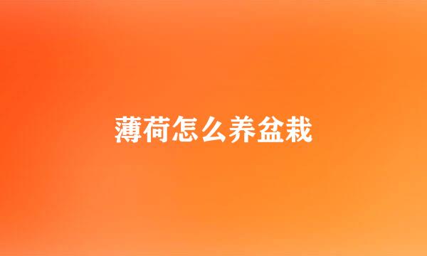 薄荷怎么养盆栽