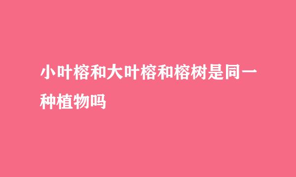 小叶榕和大叶榕和榕树是同一种植物吗