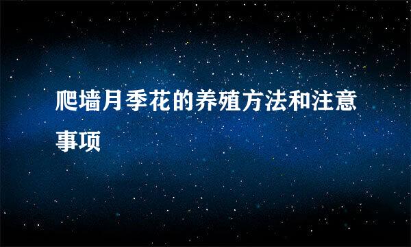 爬墙月季花的养殖方法和注意事项