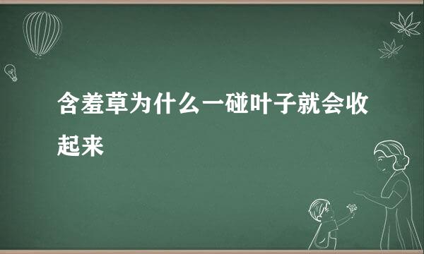 含羞草为什么一碰叶子就会收起来