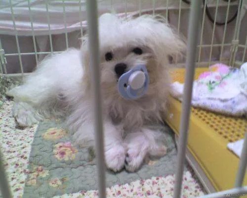 狗狗吞了多少个奶嘴?