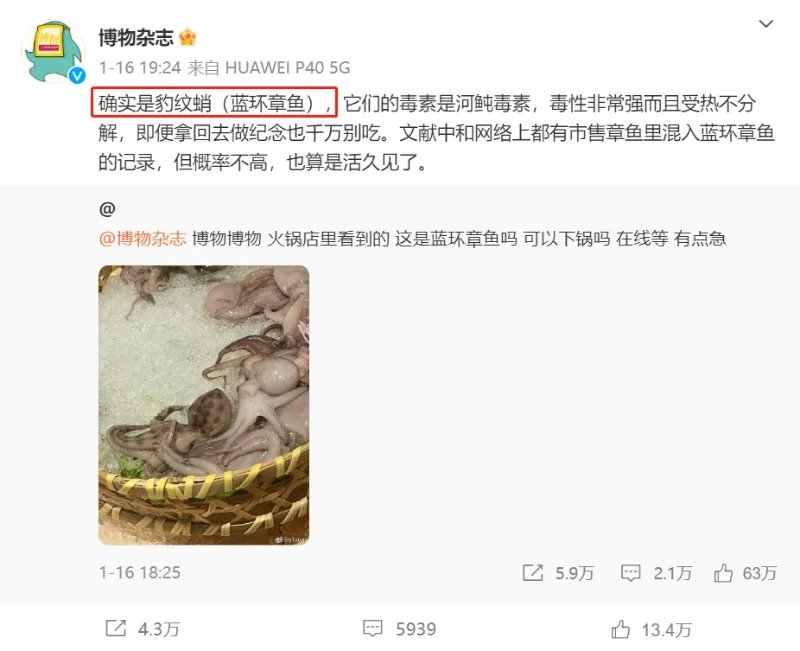 含有剧毒的蓝环章鱼 正在悄悄混入市场