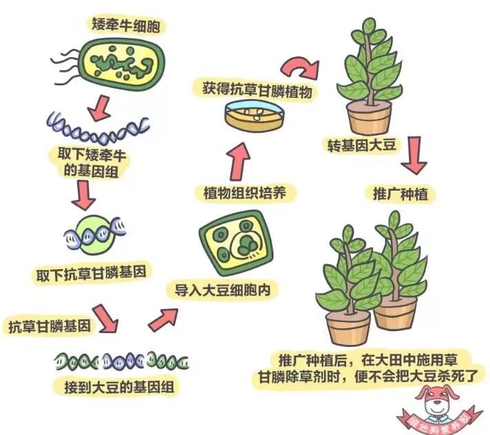 ”美国人不吃转基因食物”谁说的？他们吃得欢着呢！