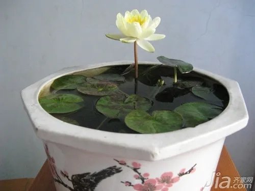 迷你睡莲怎么养 迷你睡莲种植方法