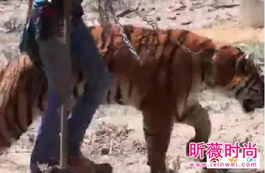 男子作死挑逗老虎:下一秒悲剧(组图)