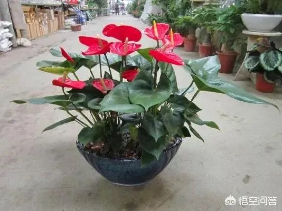 火鹤花用什么盆栽?