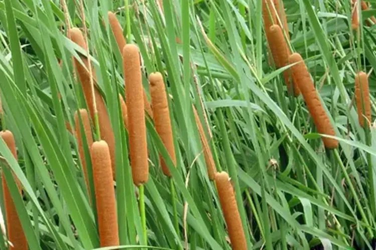 水菖蒲图片