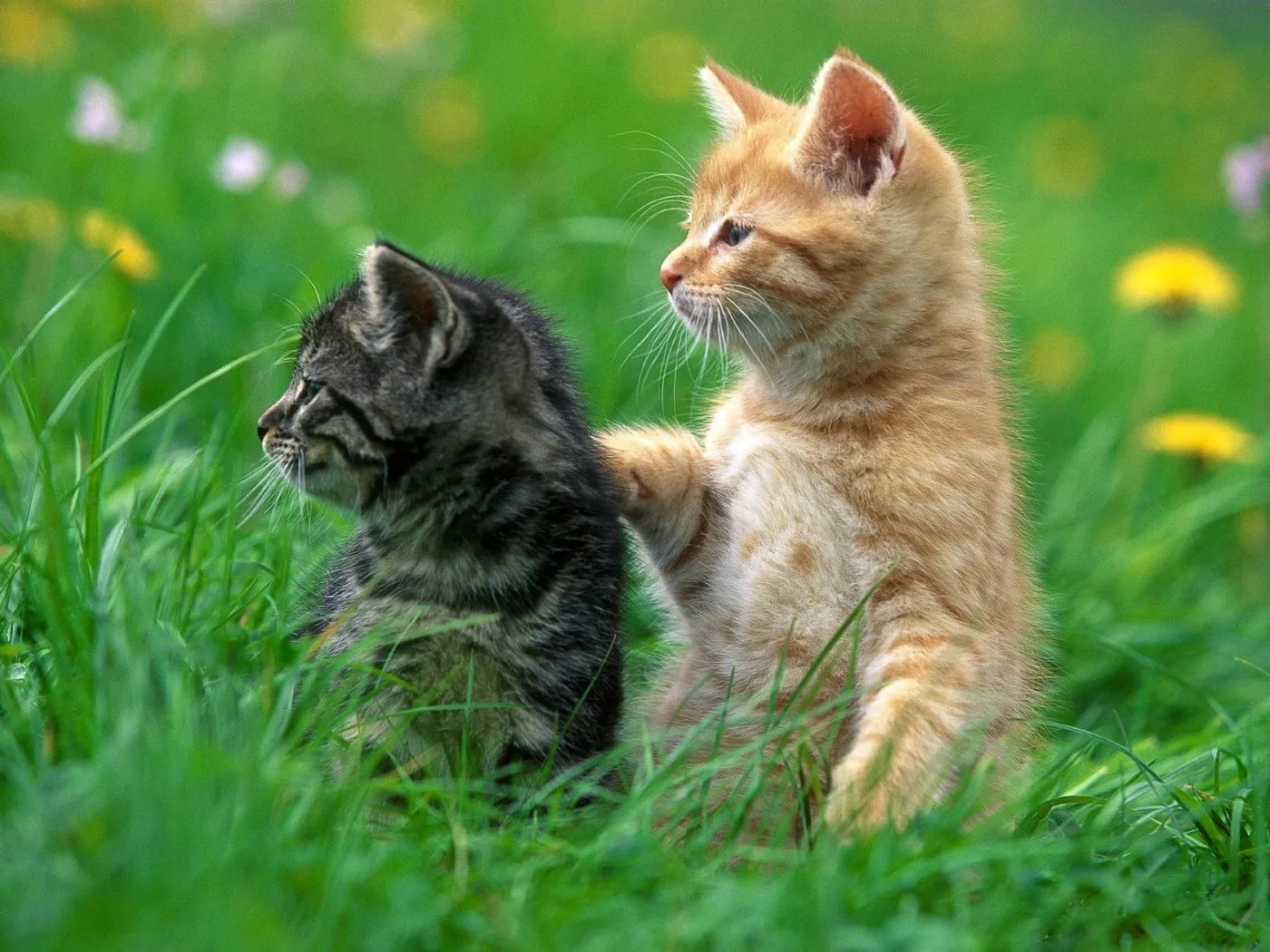 可爱小猫图片