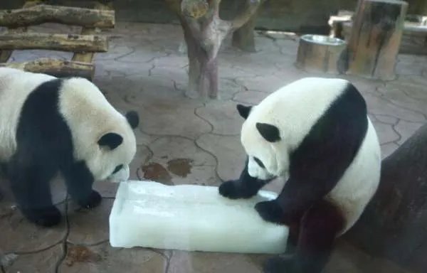 坐冰块的介绍