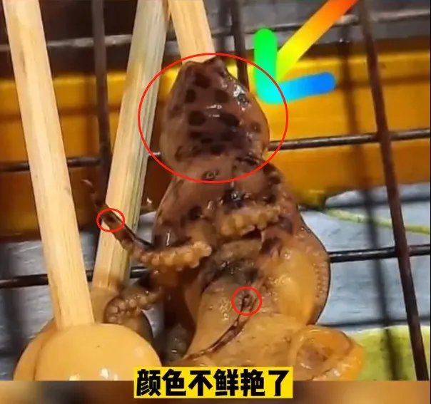 含有剧毒的蓝环章鱼 正在悄悄混入市场