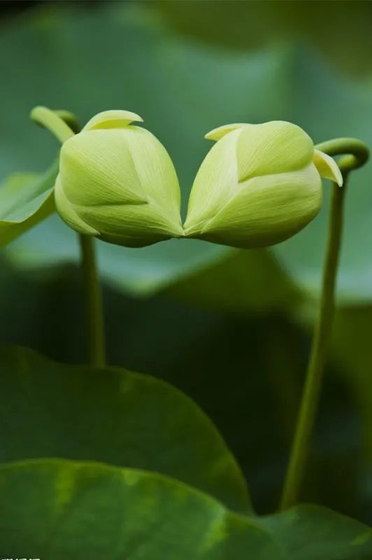 好看的花图片