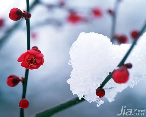 梅花的象征意义是什么 梅花的特点