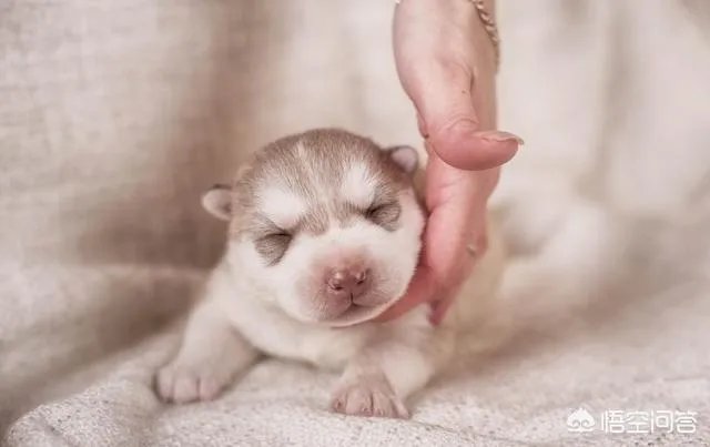 有哪些猫咪领养的网站或App可以推荐?