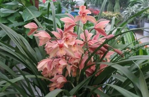 官方回应综艺嘉宾采摘珍稀植物,哪些植物不能随意采摘?
