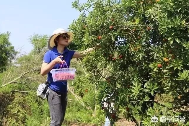 你看好休闲农庄的前景吗?