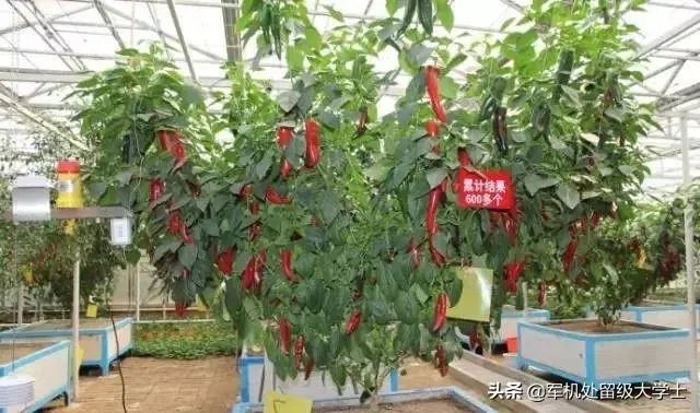 辣椒树能活几年？