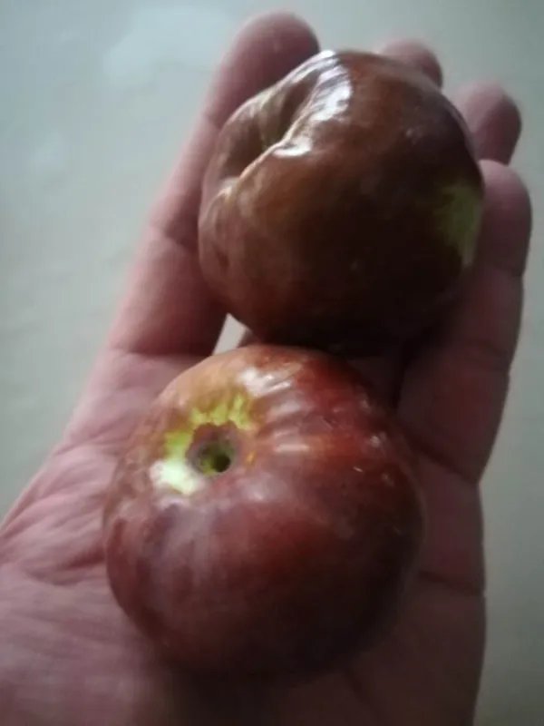喀什的“土品种”有哪些?