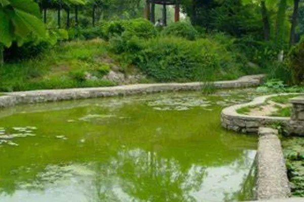 pool是什么意思