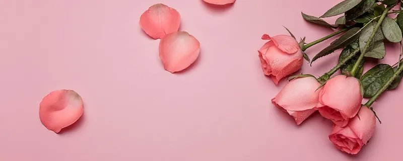 999朵玫瑰花代表什么 999朵玫瑰花代表什么意思