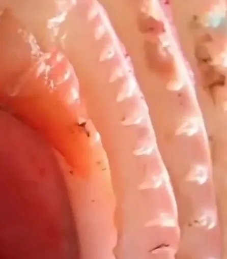 亚马逊鲇鱼