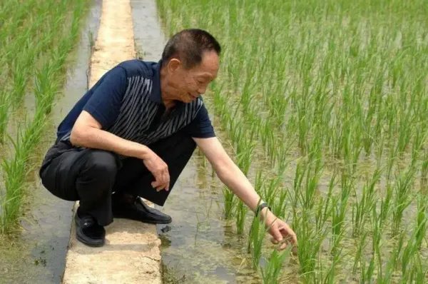 长沙种出2米2高巨型稻致敬袁老,会给中国粮食行业带来多大的贡献?
