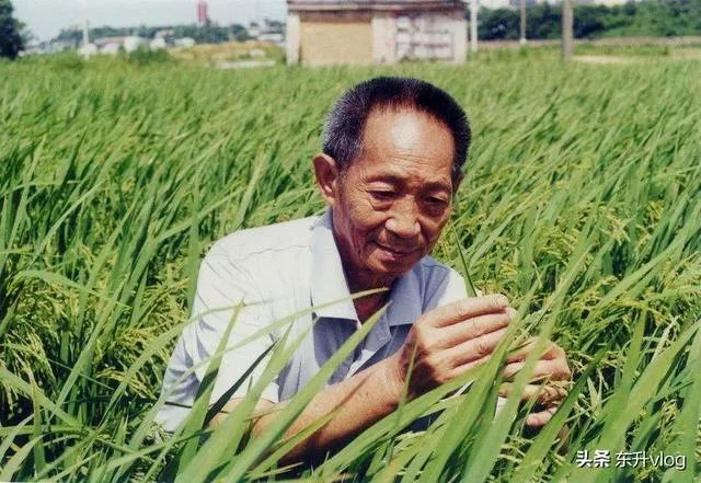 袁隆平院士逝世,为什么张庭照常直播被网友骂哭?