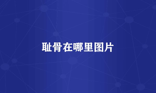 耻骨在哪里图片