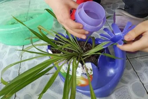 花盆里有小飞虫怎么办?