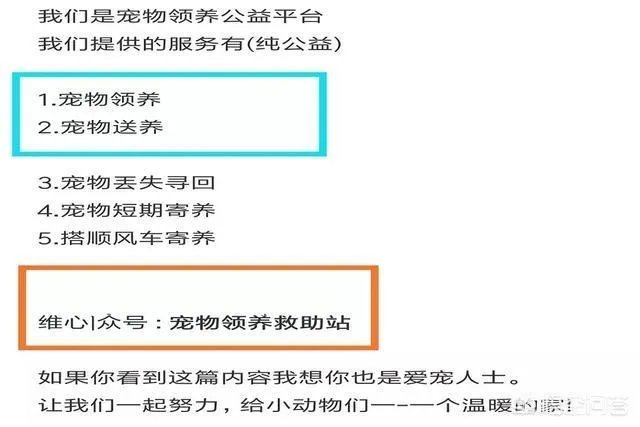 有哪些猫咪领养的网站或App可以推荐?