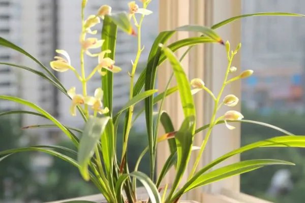兰花的养殖方法和注意事项 盆栽