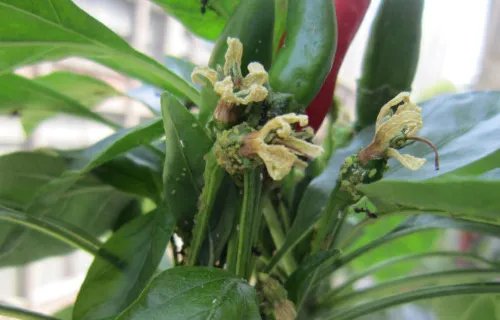 花盆里有小飞虫怎么办?