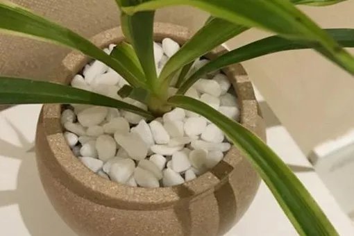 花盆里有小飞虫怎么办?