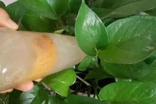 花盆里有小飞虫怎么办?
