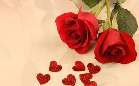 红玫瑰花语是什么