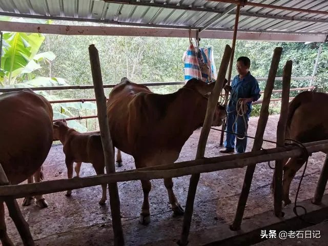 广西养殖什么最赚钱